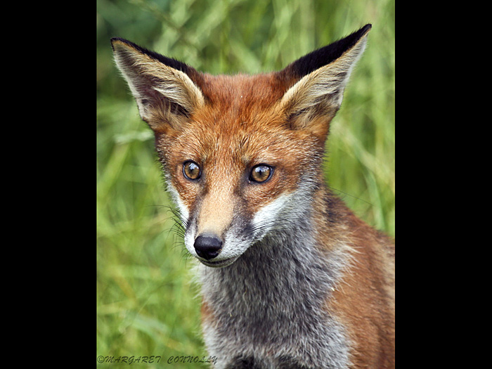 Fox Cub