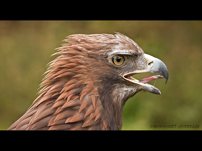 Golden Eagle