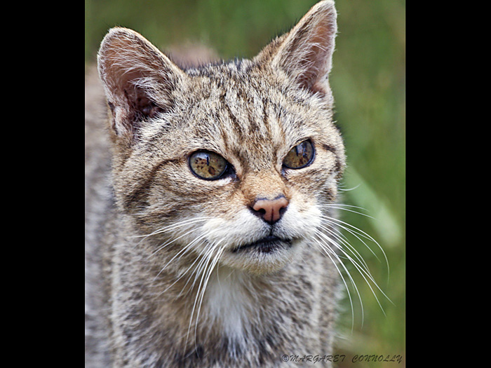 Scottish Wildcat